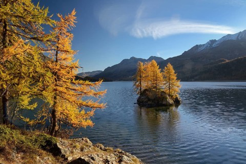Silsersee with larches in autumn