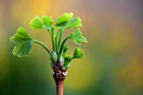 Leaf shoots of ginkgo tree