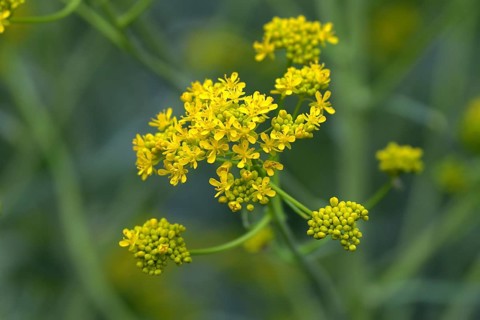 Woad