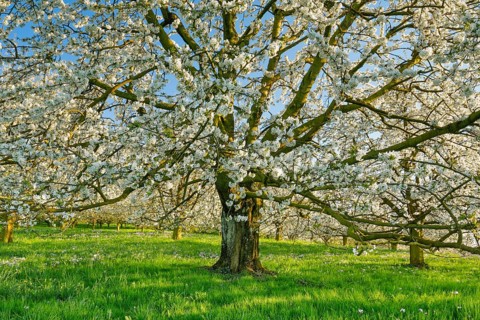 Cherry tree in spring