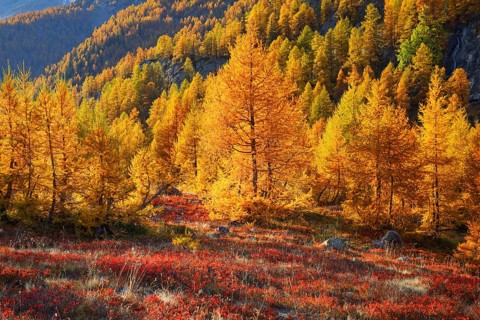 Larch forest and blueberry bushes