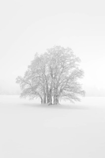 Beech
