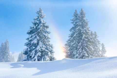 Snowy firs with rainbow