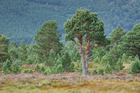 Scots pine
