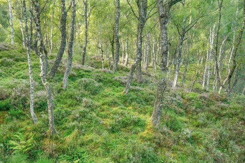 Birch forest