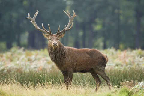 Red Deer or Hart