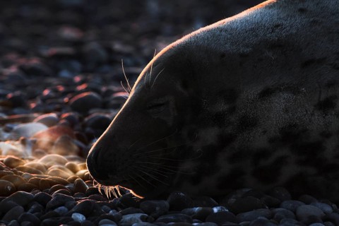 Grey seal