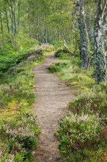 Footpath in birch forest
