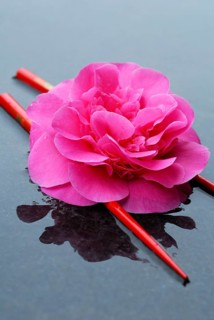 Camellia flower