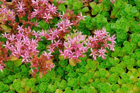 Caucasian stonecrop