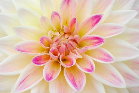 Dahlia