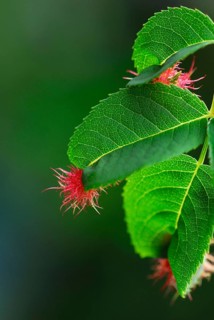 Mossyrose gall wasp