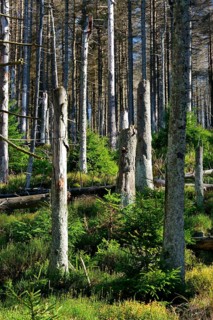 Young spruce and deadwood