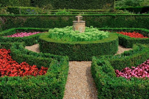 Common boxhedge