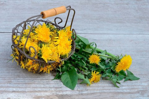 Dandelion