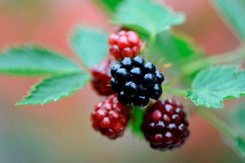 Blackberry
