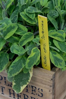 Sage