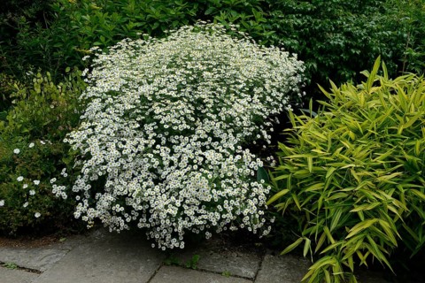 Feverfew