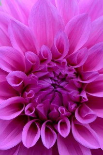 Dahlia