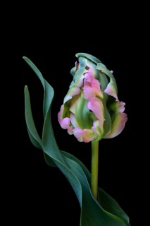 Parrot tulip