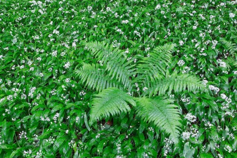 Fern and wild garlic