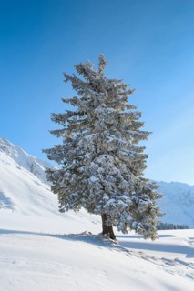 Snowy fir tree