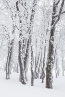 Beeches