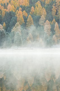 Larch and spruce forest on Lake Stazersee
