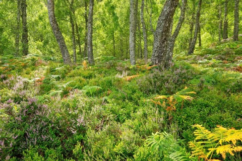 Birch forest