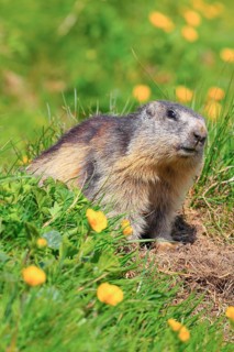 Alpine Marmot