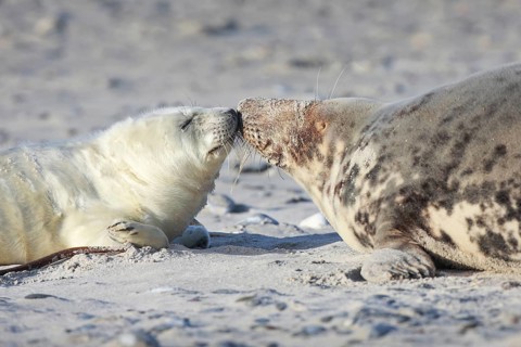 Grey seal