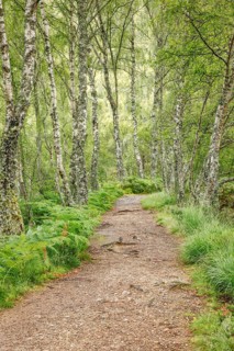 Footpath in birch forest