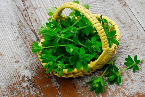 Real Galium odoratum