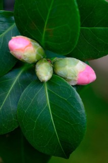 Japanese Camellia
