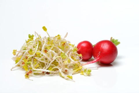 Red Radish sprouts