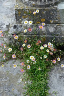 Mexican fleabane