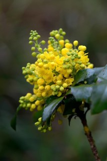 Oregon-grape
