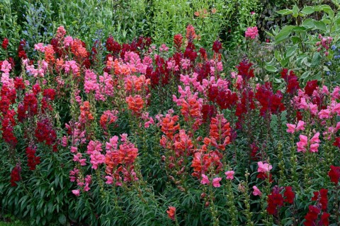 Snapdragon