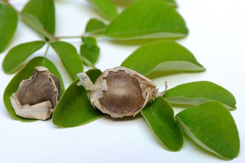 Moringa
