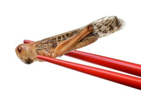 Dried locust with chopsticks