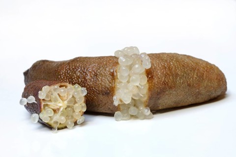 Australian finger lime