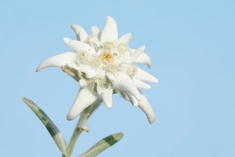 Alpine Edelweiss