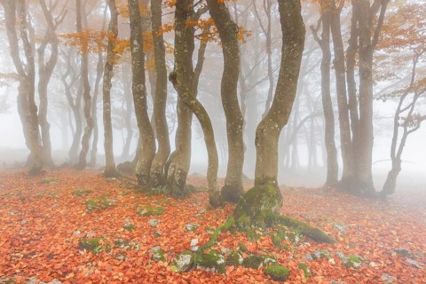 Beech forest in autumn