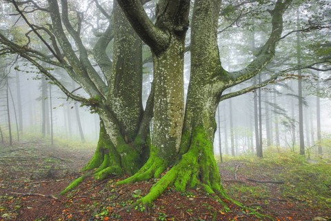 Beech forest in autumn