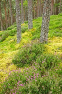 Caledonian pine forest