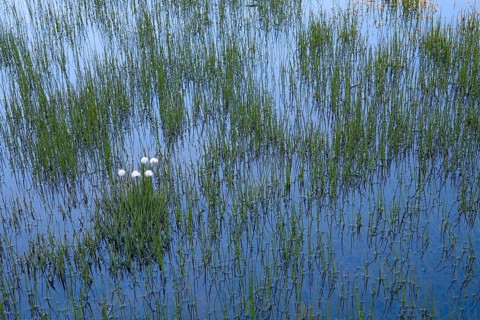 Cottongrass