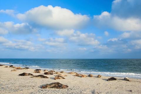 Grey seal colony