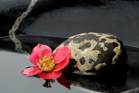 Chaenomeles japonica