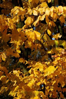 Persian ironwood