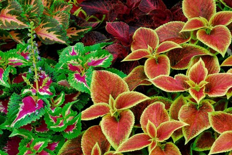Coleus nettle